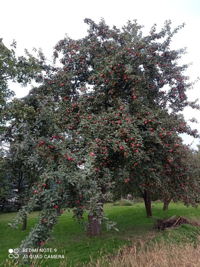 Roze I Jablonie Agroturystyka Gryfów Śląski Esterno foto